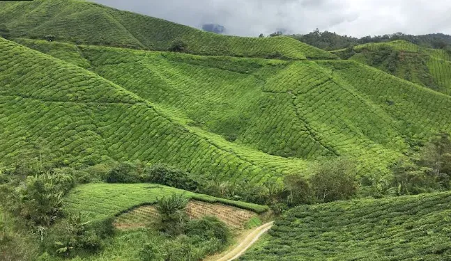 Cameron Highlands